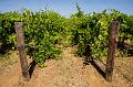 Yalumba vineyard,  Penola IMGP4615